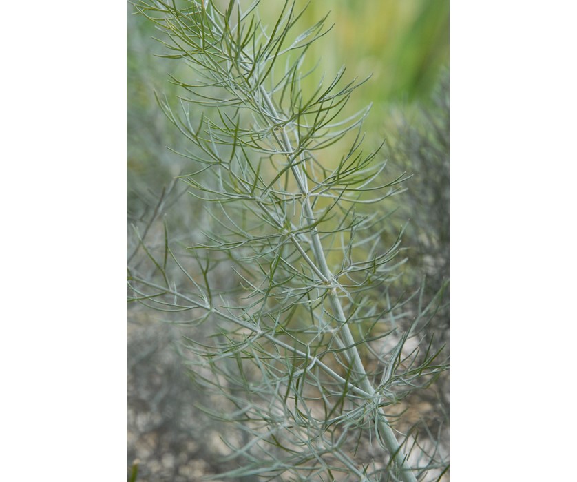 Bronze Fennel